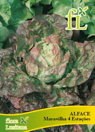 ALFACE MERVEILLE DES QUATRE SAISONS 10g