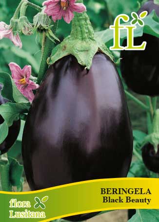 beringela black beauty 10 grs