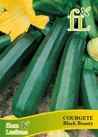 COURGETE BLACK BEAUTY 10 Grs