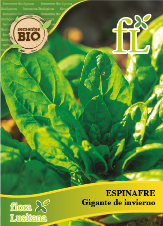 espinafre gigante de invierno bio *fl* pt-bio-10