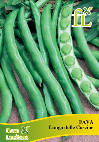 fava lunga delle cascine 9/10  - 100g