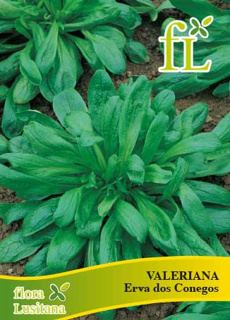 VALERIANA VERTE DE CAMBRAIS 10g