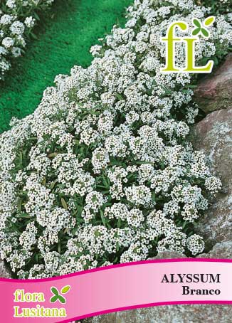 alyssum branco *fl*