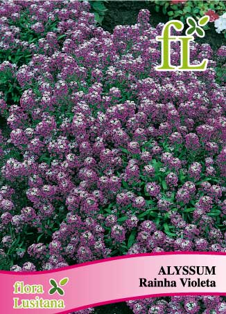 Alyssum Rainha Violeta semente ➞ comprar online no Hortaria