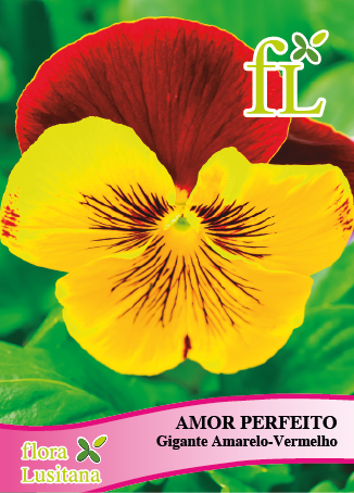 AMOR PERFEITO GIGANTE AMARELO-VERMELHO *FL*