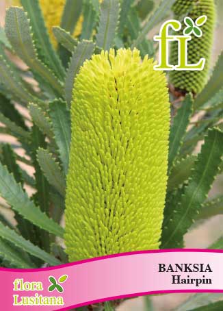 BANKSIA HAIRPIN *FL*