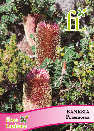 BANKSIA PRAEMORSA *FL*