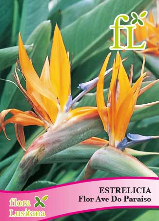 ESTRELICIA - FLOR AVE DO PARAISO *FL*