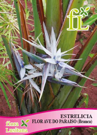 estrelicia - flor ave do paraiso (branca) *fl* | Hortaria
