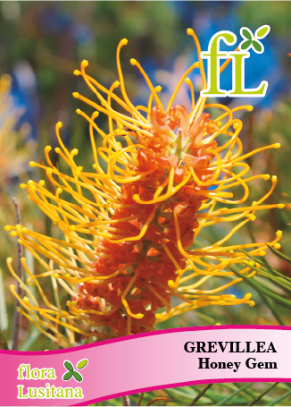 GREVILLEA HONEY GEM *FL*