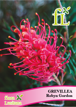 GREVILLEA ROBYN GORDON *FL*