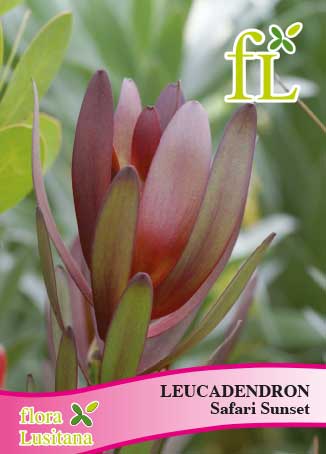 LEUCADENDRON SAFARI SUNSET