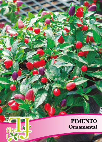 pimento ornamental *fl*