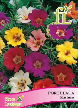 PORTULACA MISTURA *FL*