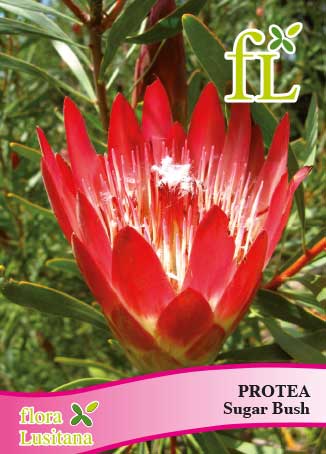 PROTEA SUGAR BUSH *FL*