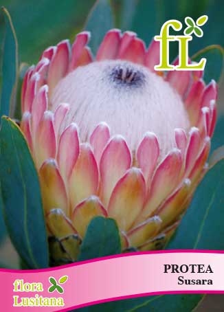 PROTEA SUSARA *FL*