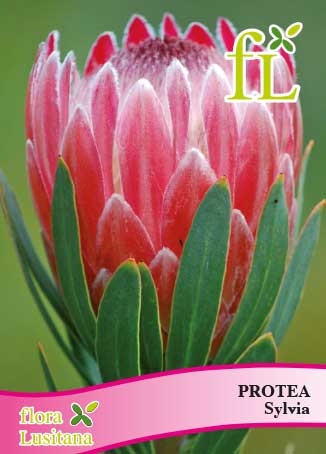 PROTEA SYLVIA *FL*