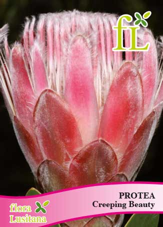 PROTEA CREEPING BEAUTY *FL*