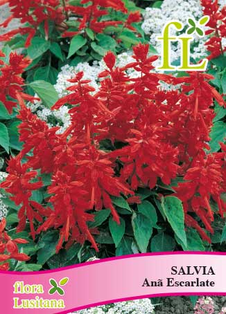 SALVIA ANÃ ESCARLATE *FL*