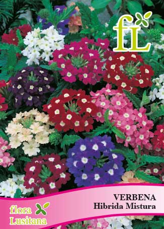 VERBENA HIBRIDA MISTURA *FL*