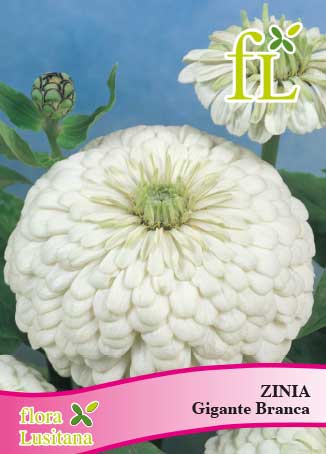 Zinia Gigante Branca semente ➞ comprar online no Hortaria