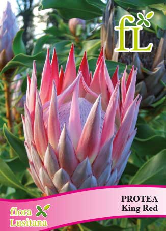 PROTEA KING RED *FL*