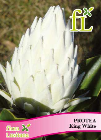 PROTEA KING WHITE *FL*