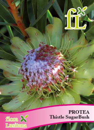 PROTEA THISTLE SUGAR BUSH *FL*