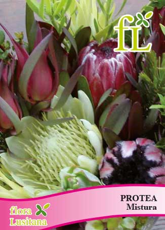 PROTEA MISTURA *FL*