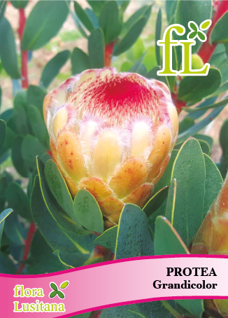 PROTEA GRANDICOLOR *FL*