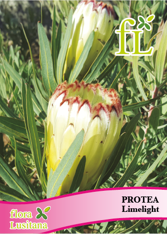 PROTEA LIMELIGHT *FL*