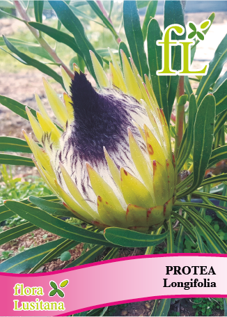 PROTEA LONGIFOLIA *FL*