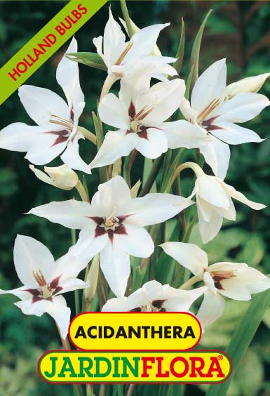 ACIDANTHERA BICOLOR S/10