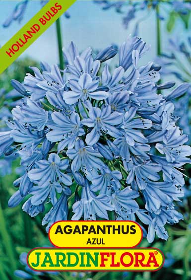 agapanthus azul c/1