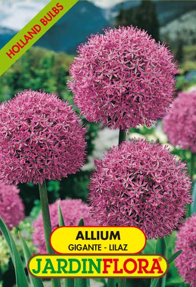 Allium Gigante Lilaz S/1