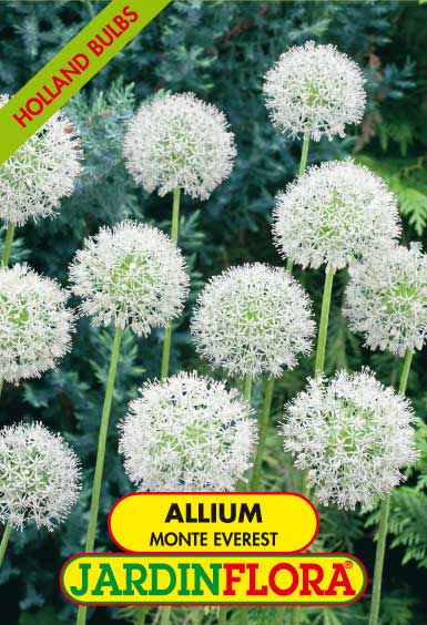 allium monte everest branco s/1