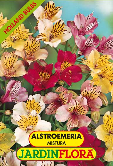 ALSTROEMERIA MISTURA C/3