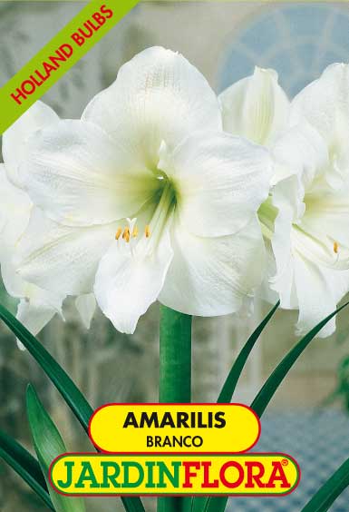 AMARILIS BRANCO C/1