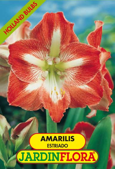 AMARILIS ESTRIADO C/1