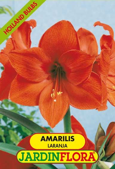 Amarilis Laranja C/1 bolbo ➞ comprar online no Hortaria