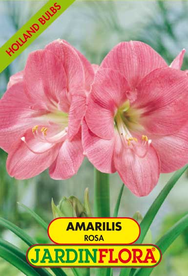 AMARILIS ROSA  C/1