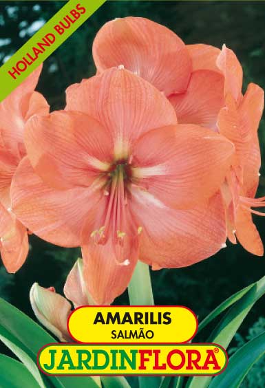 AMARILIS SALMÃO C/1