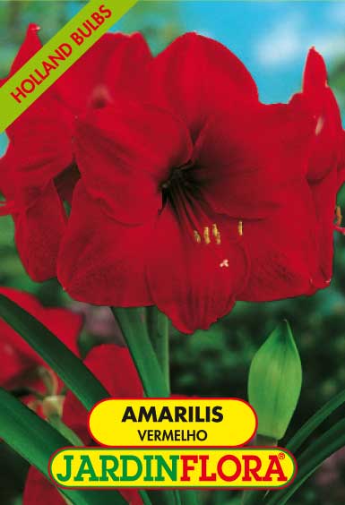 AMARILIS VERMELHO C/1