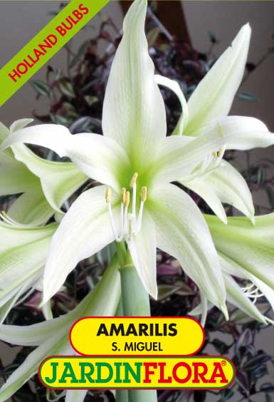 AMARILIS S. MIGUEL S/1