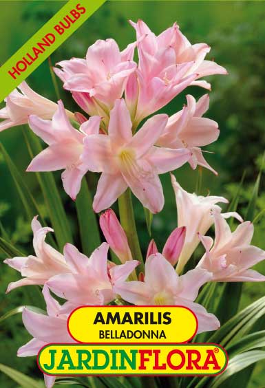 AMARILIS BELLADONNA C/1