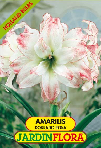 AMARILIS DOBRADO ROSA C/1