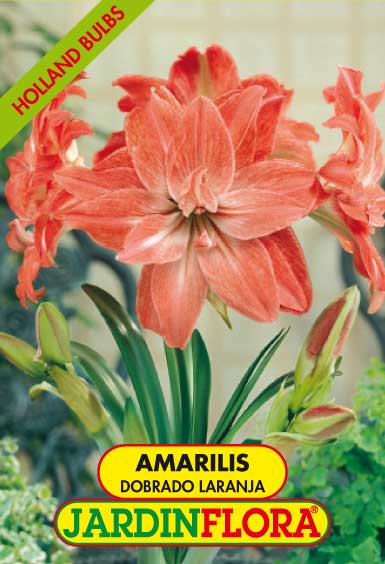 AMARILIS DOBRADO LARANJA C/1