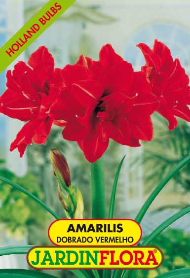 AMARILIS DOBRADO VERMELHO C/1