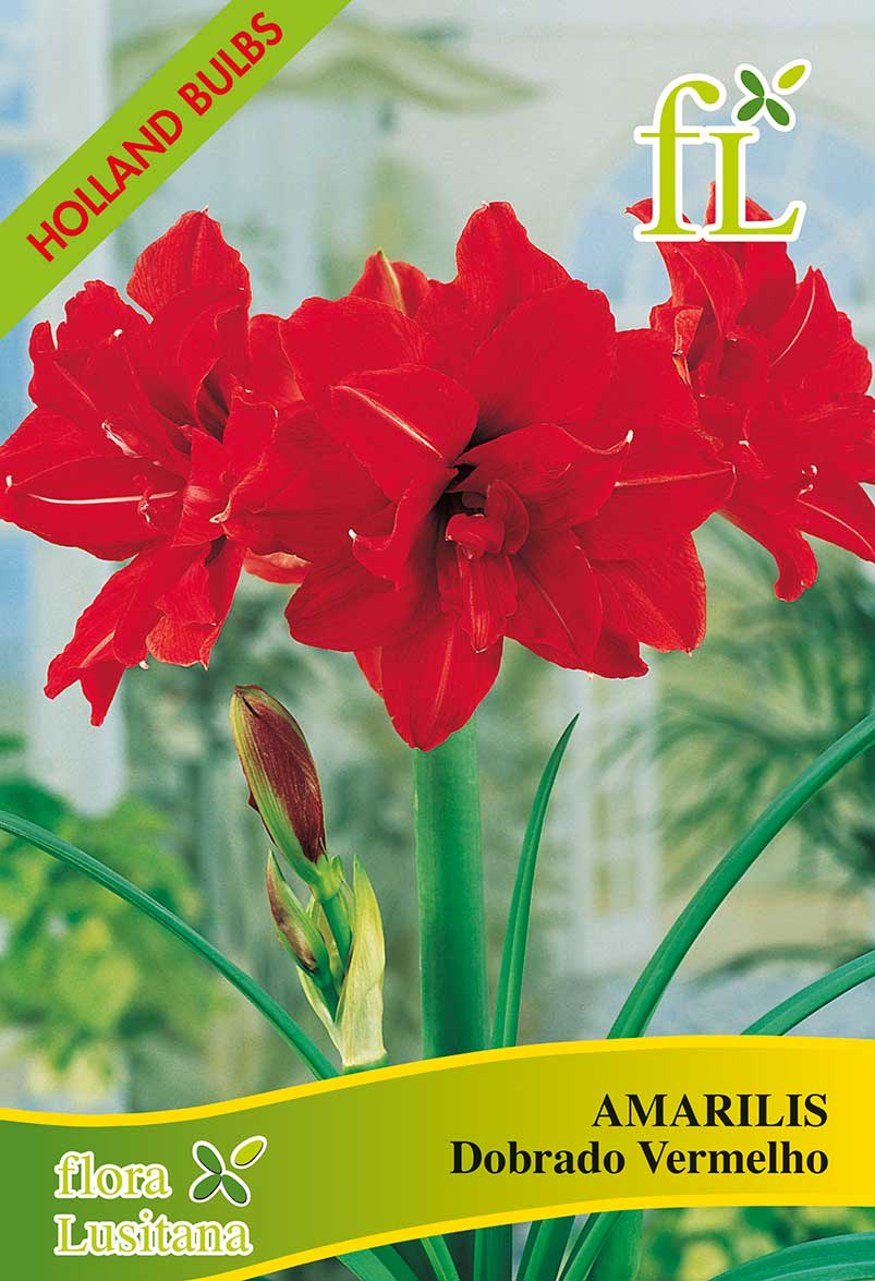 Amarilis Dobrado Vermelho C/1 bolbo ➞ comprar online no Hortaria
