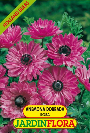 ANEMONA DOB. ROSA S/10